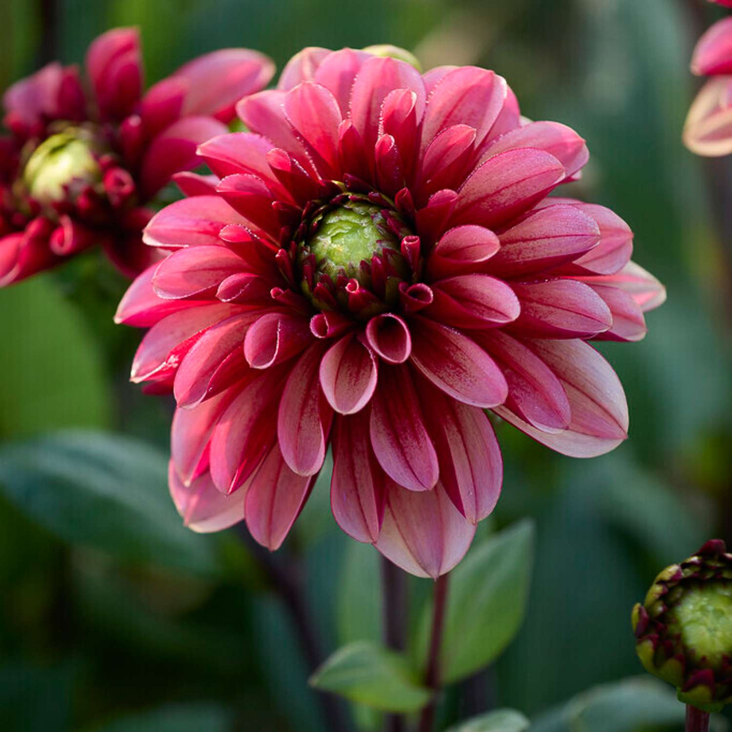 Dahlia 'BV’s Cherry Noir